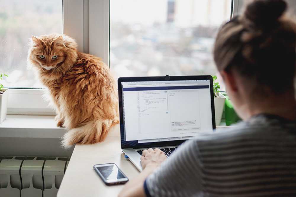 Women working remotely on laptop and mobile devices with cat in background